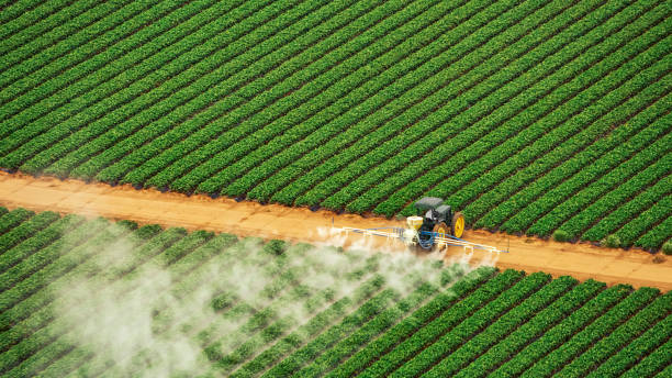 Best Termite Control Services  in Ashland, AL
