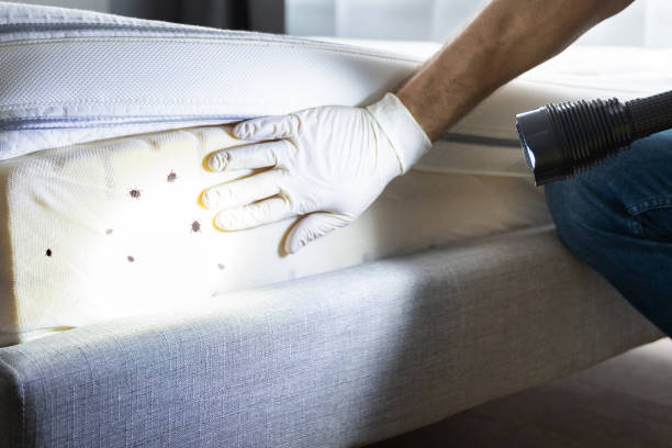 Wasp Removal Services in Ashland, AL