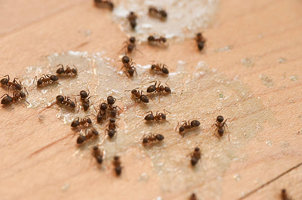 Best Pest Inspection Near Me  in Ashland, AL